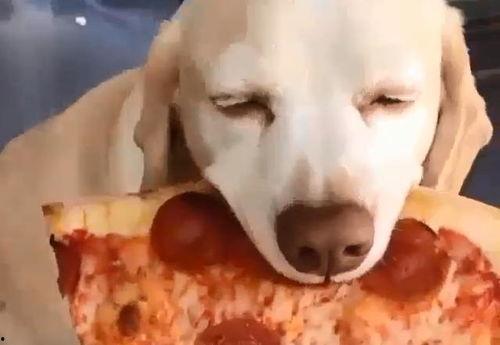 网红狗哥爆料吃瓜事件,揭秘娱乐圈吃瓜大事件！  第3张